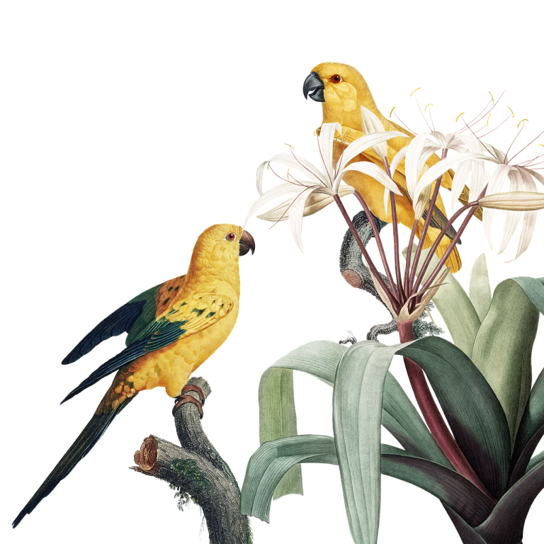bird, parrot, ornithology-4449891.jpg